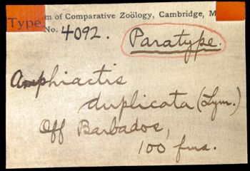 Media type: image; Invertebrate Zoology OPH-4092   Aspect: labels